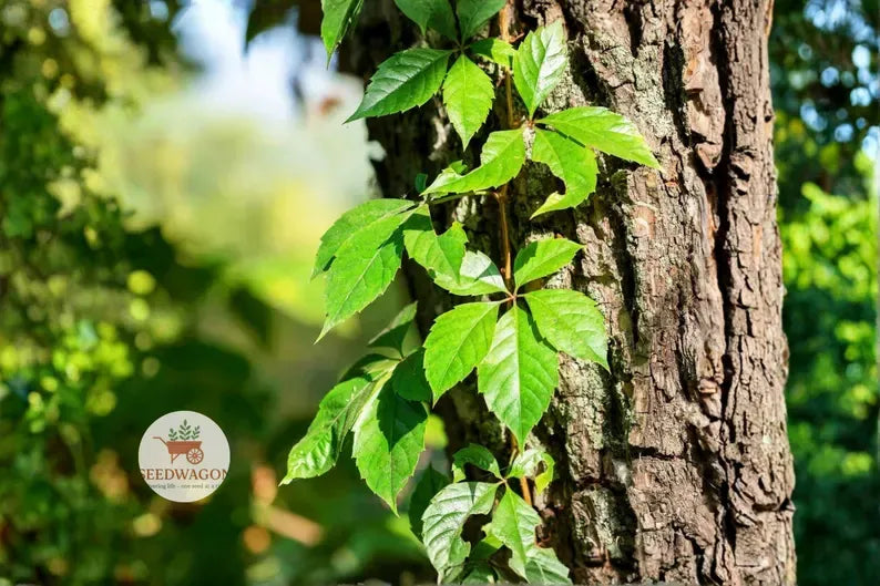 Virginia Creeper Bare Root Plants – Native Climbing Vine, Red Fall Color