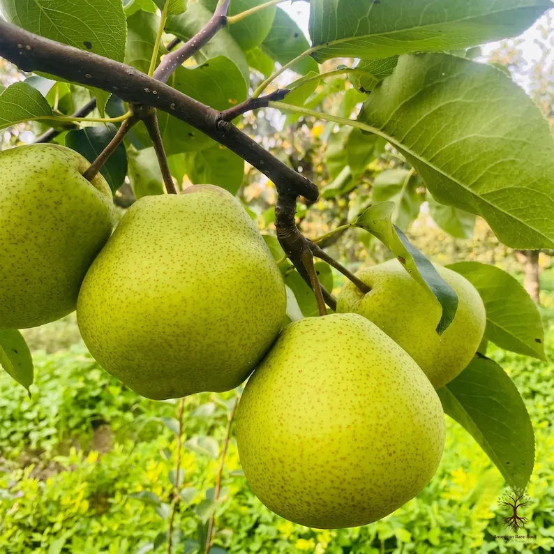 1-2 Year Old Bare Root Pear Tree | Healthy Fruit Tree Sapling | Sweet Green Pear for Home Orchard