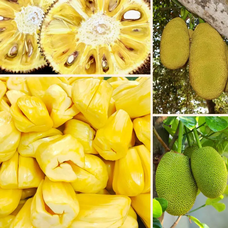 Jackfruit Seedling Live Plant, Tropical Jackfruit Tree,Sweet Yellow Fruit for Planting