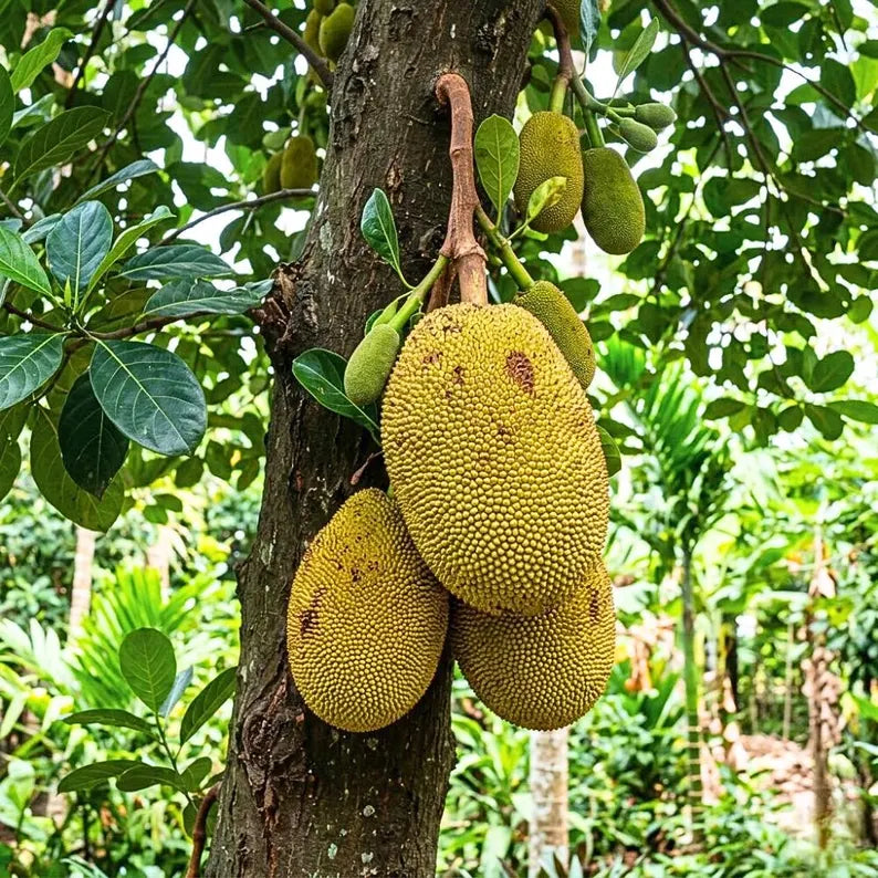 Jackfruit Seedling Live Plant, Tropical Jackfruit Tree,Sweet Yellow Fruit for Planting