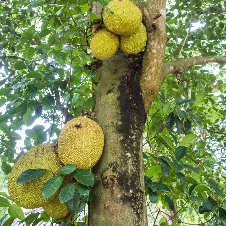 Jackfruit Seedling Live Plant, Tropical Jackfruit Tree,Sweet Yellow Fruit for Planting