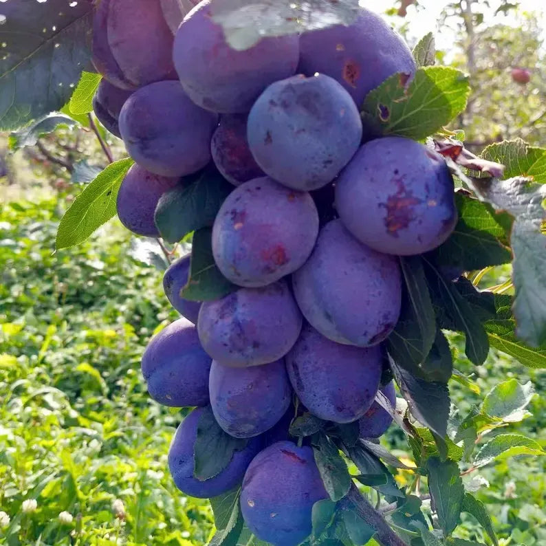 Grafted Sugar Plum Tree Sapling: European Sweet Prune Fruit Plant for Backyard Orchard