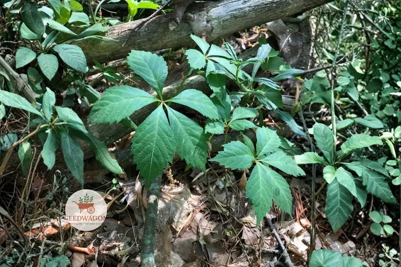Virginia Creeper Bare Root Plants – Native Climbing Vine, Red Fall Color