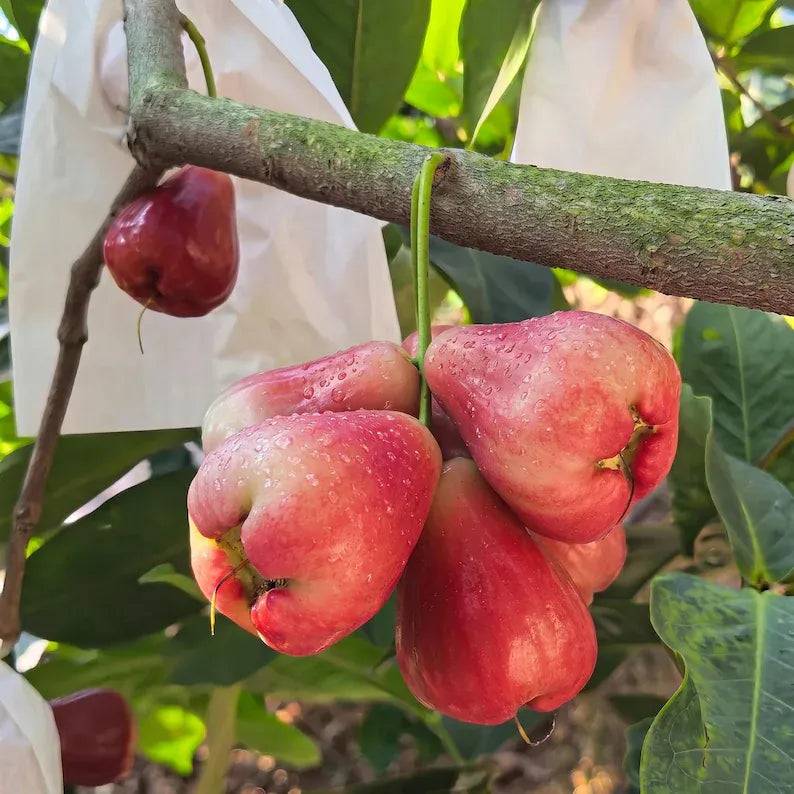 Seedling Project 2026 Grafted Wax Apple Tree Seedling Syzygium samarangense Bare Root Java Apple Live Plant for Home Orchard