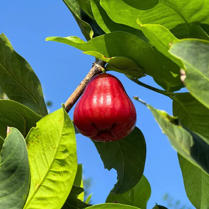 Seedling Project 2026 Grafted Wax Apple Tree Seedling Syzygium samarangense Bare Root Java Apple Live Plant for Home Orchard