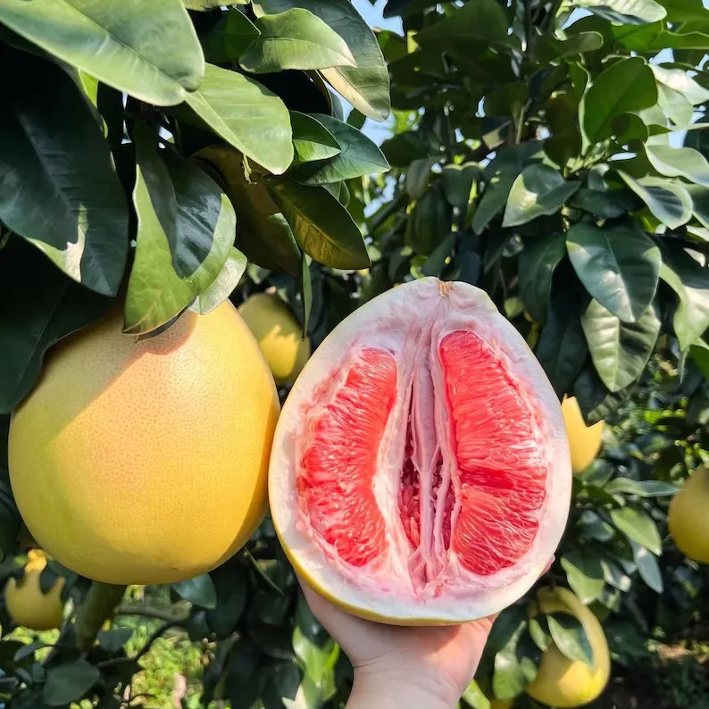 Rare Three Red Pomelo Tree Sapling Exotic Citrus Fruit Bare Root