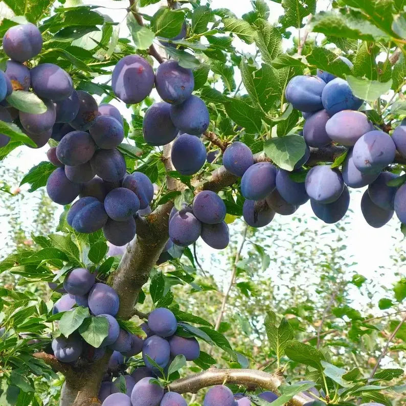 Grafted Sugar Plum Tree Sapling: European Sweet Prune Fruit Plant for Backyard Orchard