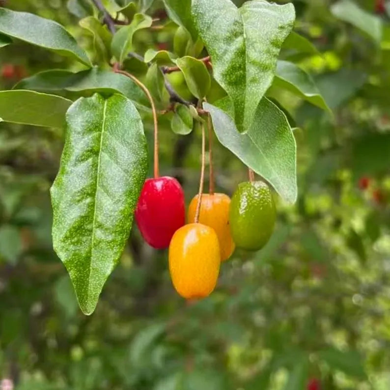 Goumi Berry Bush: Grafted, Bare Root, Sweet Tart Red Fruit Plant (Nitrogen Fixing Shrub)