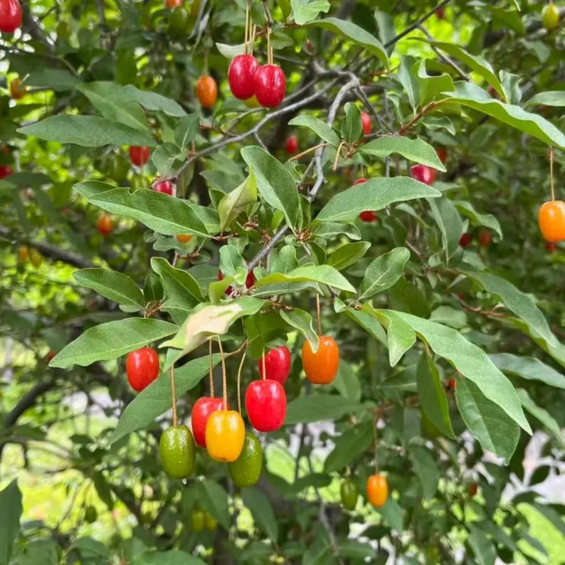 Goumi Berry Bush: Grafted, Bare Root, Sweet Tart Red Fruit Plant (Nitrogen Fixing Shrub)