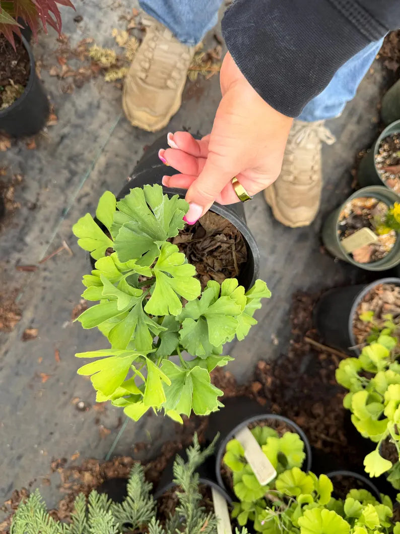 Ginkgo biloba 'Troll' #1 Container Size, Slow-Growing Dwarf