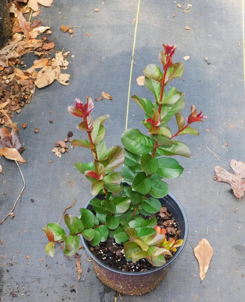 Pink Velour Crape Myrtle Plant