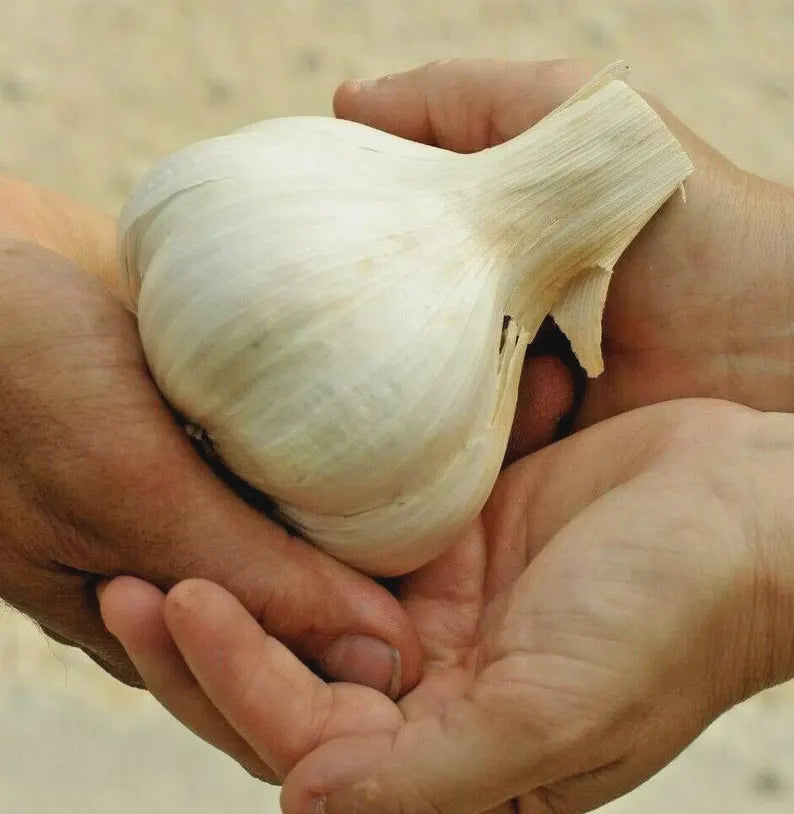 Giant Elephant Garlic Bulbs – Mild Gourmet Flavor, Non-GMO Planting Stock