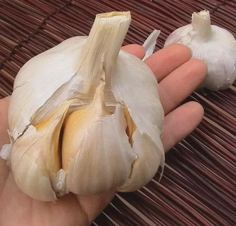 Giant Elephant Garlic Bulbs – Mild Gourmet Flavor, Non-GMO Planting Stock