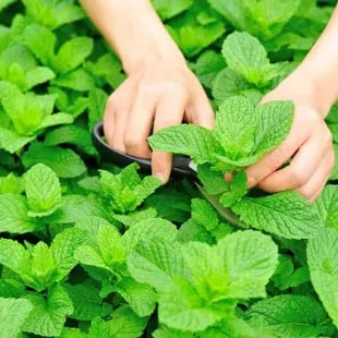 Mint Seeds up to 50%