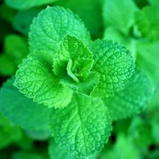 Mint Seeds up to 50%