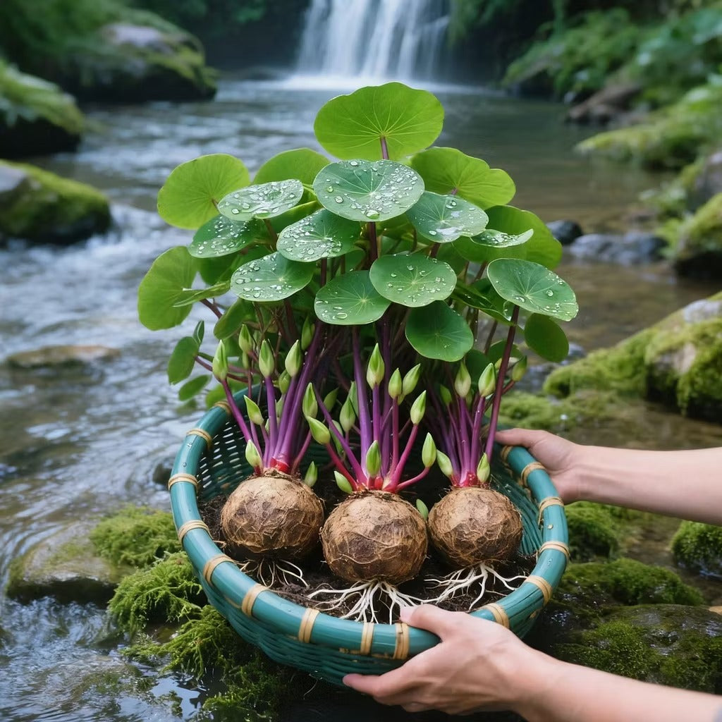 🎈🪴Red rattan Stephania Erecta: The strongest houseplant for lazy people🌿
