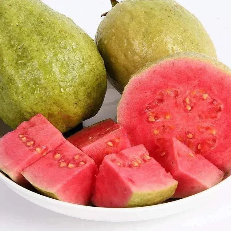 Tropical Guava Growing Kit for Pots &Gardens