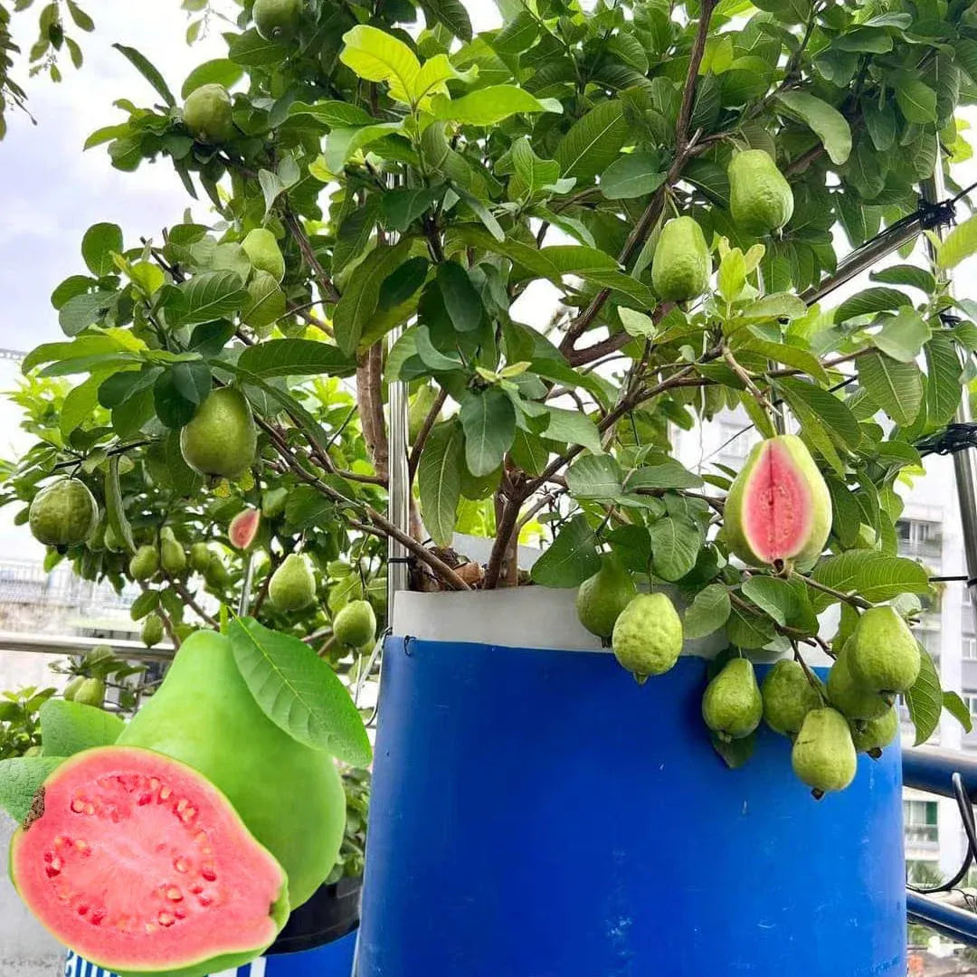 Tropical Guava Growing Kit for Pots &Gardens