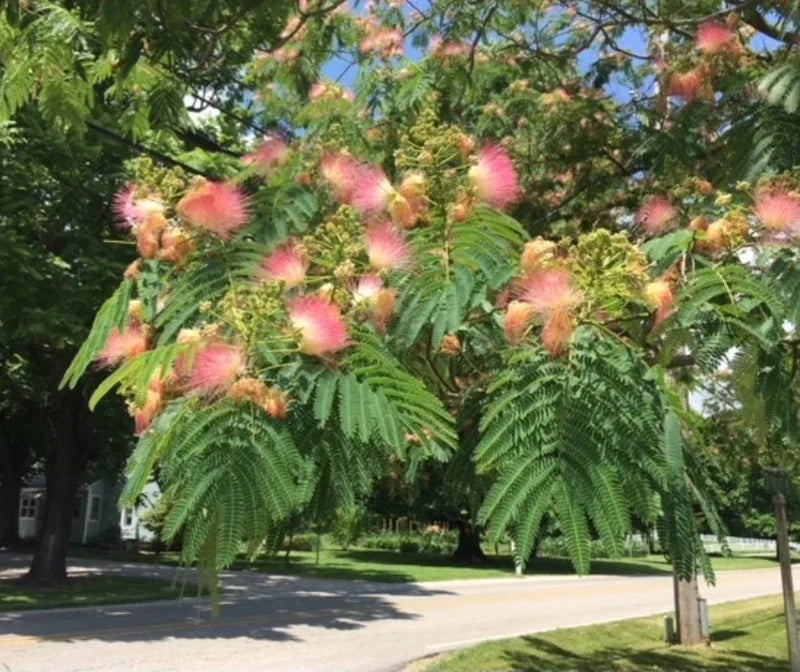 Cultivate the beauty of a Pink Mimosa Tree sapling in your landscape. This 6+ inch Albizia julibrissin bare root live plant is ready for planting, promising delicate pink, feathery blooms and unique foliage, making it a stunning addition to any garden.