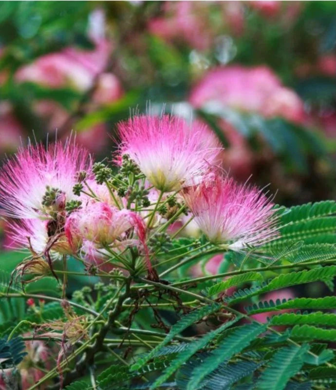Cultivate the beauty of a Pink Mimosa Tree sapling in your landscape. This 6+ inch Albizia julibrissin bare root live plant is ready for planting, promising delicate pink, feathery blooms and unique foliage, making it a stunning addition to any garden.