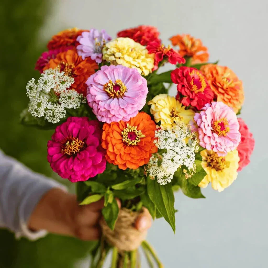 Cut & Come Again Zinnia Seeds — 25 Count 🌼