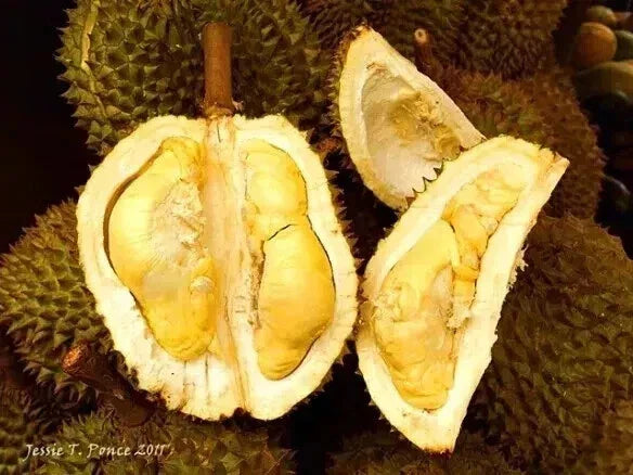 Durian Tree Seedling – Tropical Fruit Plant for Warm Gardens & Greenhouses