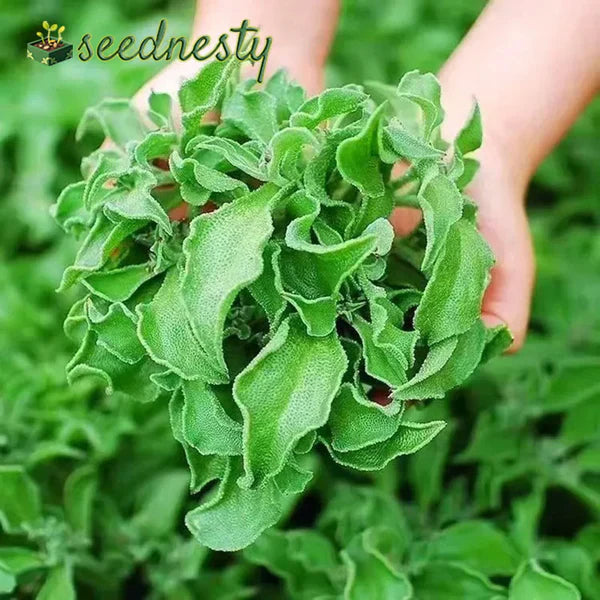 Crystal Ice Plant Seeds