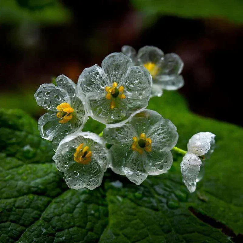 Exquisite Shade Skeleton Seeds – Flower Plant