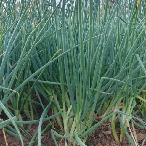 Small Scallion Seeds