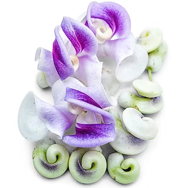 🐌 The Flower That Looks Like Tiny Snails