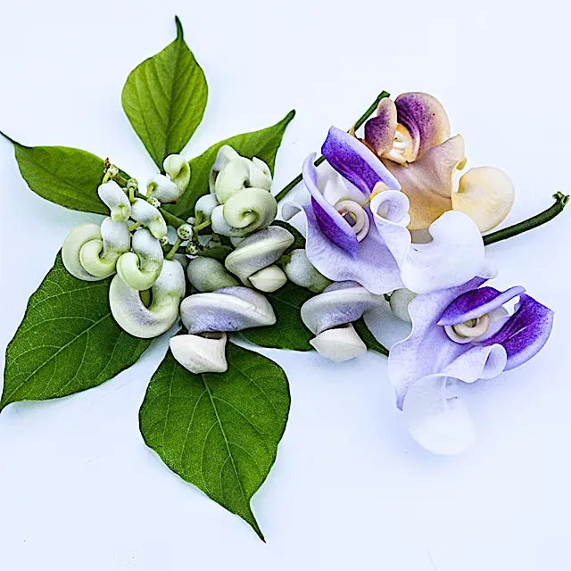 🐌 The Flower That Looks Like Tiny Snails
