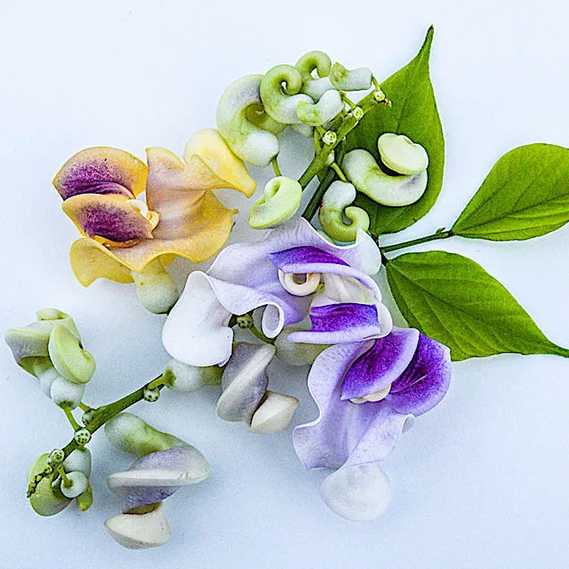 🐌 The Flower That Looks Like Tiny Snails