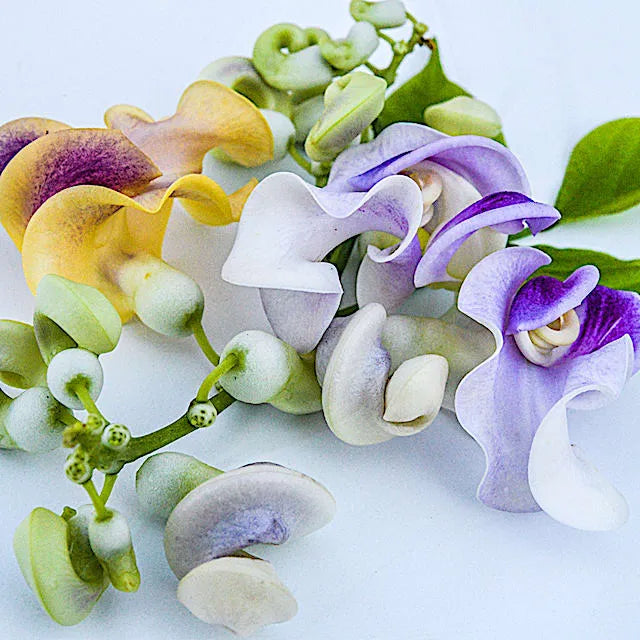 🐌 The Flower That Looks Like Tiny Snails