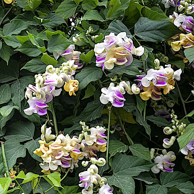🐌 The Flower That Looks Like Tiny Snails