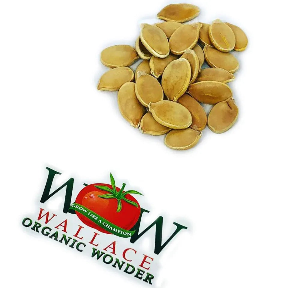 Giant Pumpkin Seeds Wallace's Whoppers