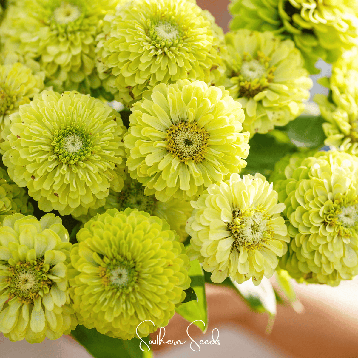 Envy Green Zinnia Seeds — 25 Count 💚