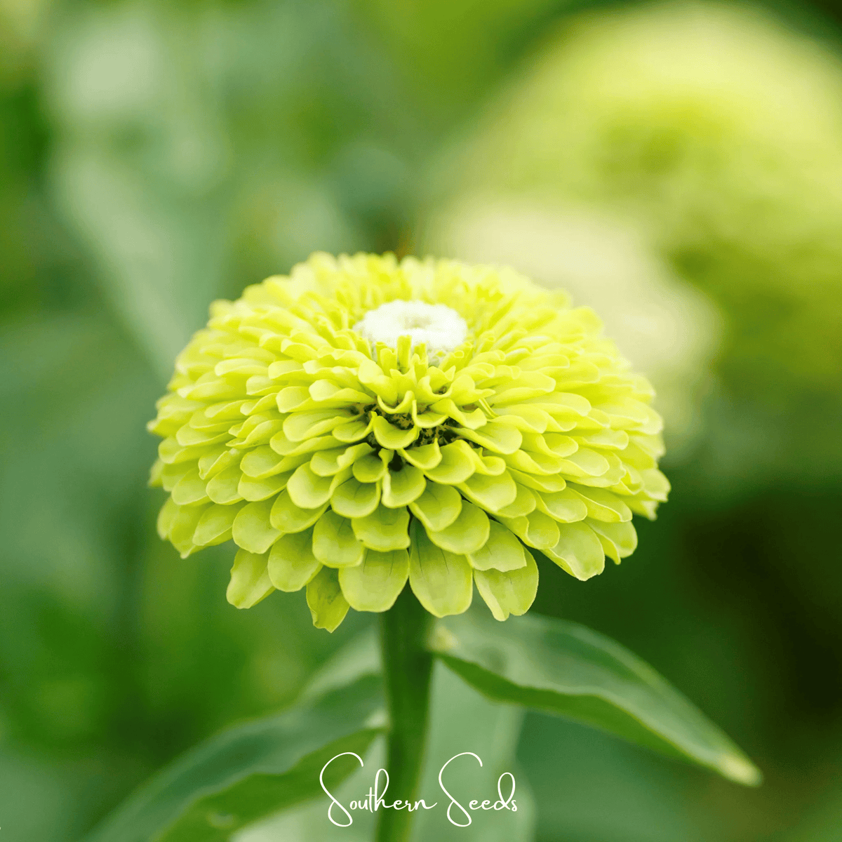 Envy Green Zinnia Seeds — 25 Count 💚