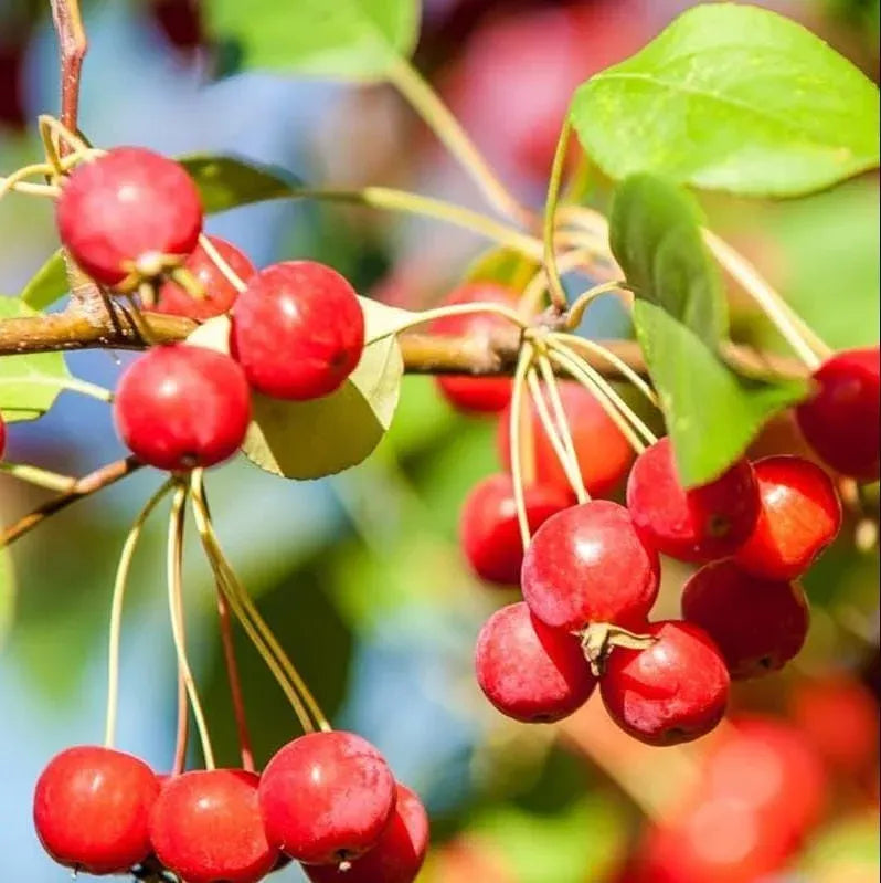 Zumi Crabapple