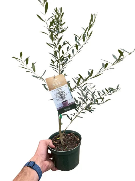 Olive Tree (Olea europaea)