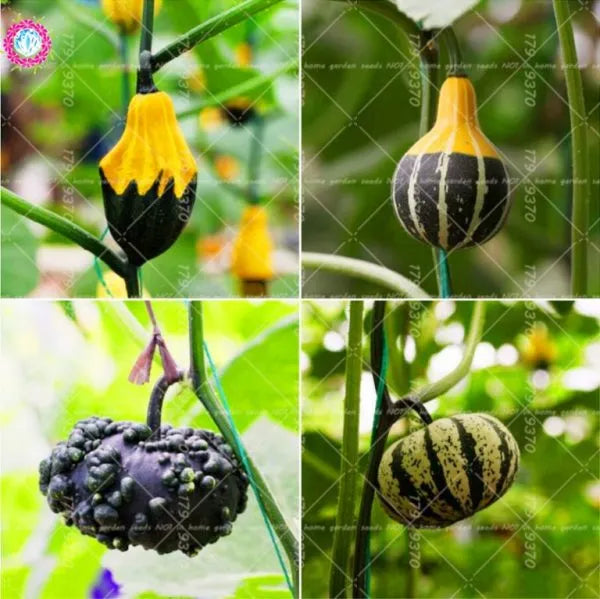 Rare Pumpkin Seeds Various Shapes Novel Sweet Pumpkin Organic Non-GMO Vegetables Fujimoto Plant For Home Garden Plants