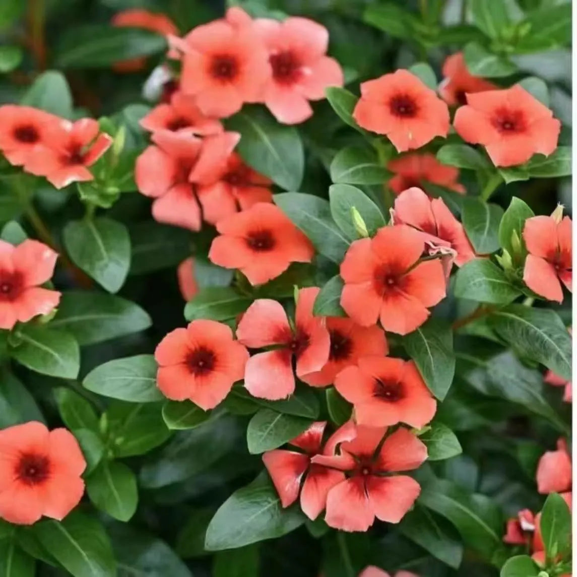 A must-have for beginners—fill your balcony or small courtyard with blooming flowers.