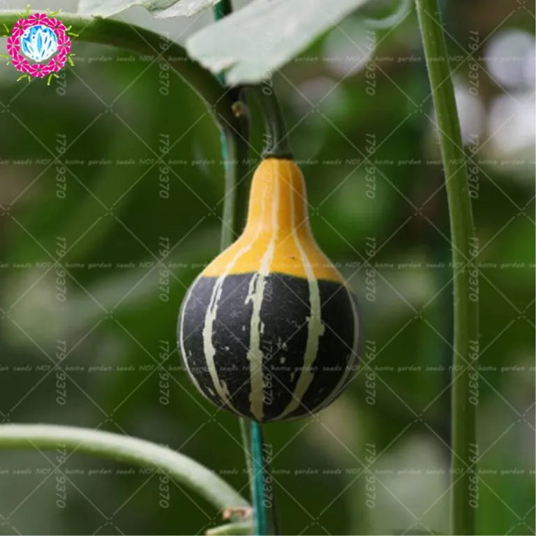 Rare Pumpkin Seeds Various Shapes Novel Sweet Pumpkin Organic Non-GMO Vegetables Fujimoto Plant For Home Garden Plants