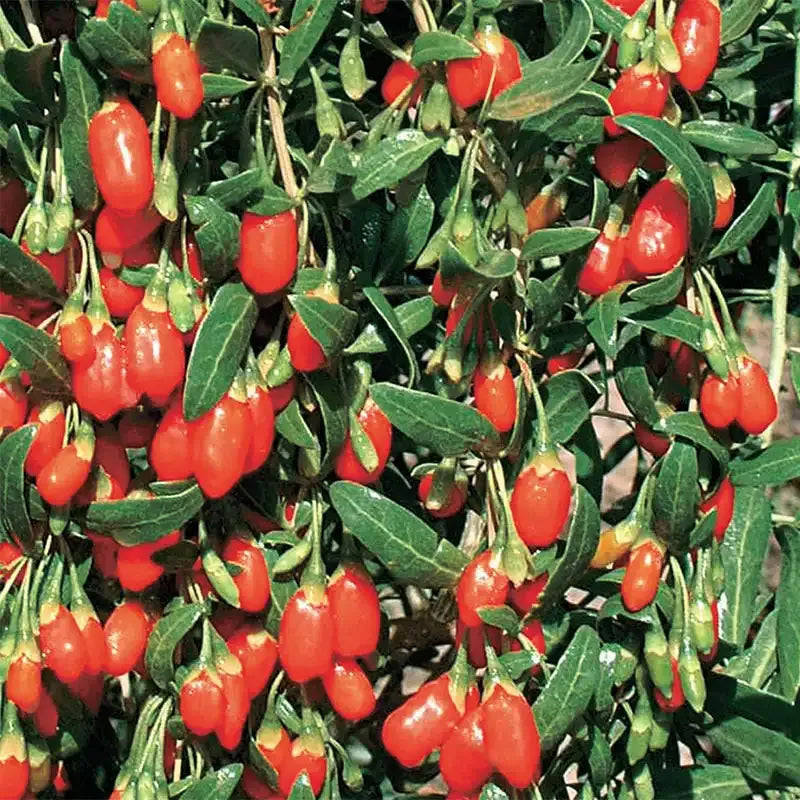 Goji Berry Plant seedlings