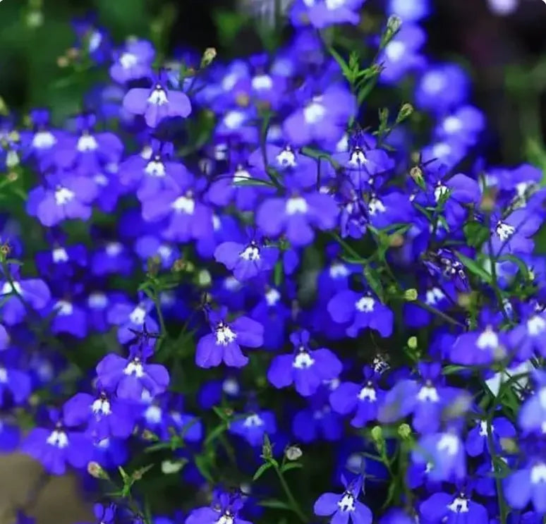 Creeping Thyme Homegrown SeedsEasy to Plant and Grow Non-GMOPerennial Flower Premium Seeds