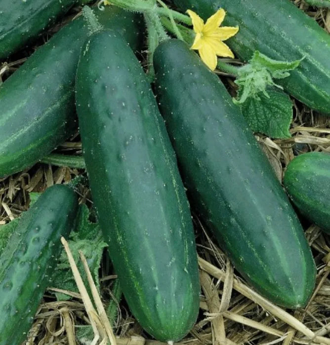Spacemaster Cucumber Seeds