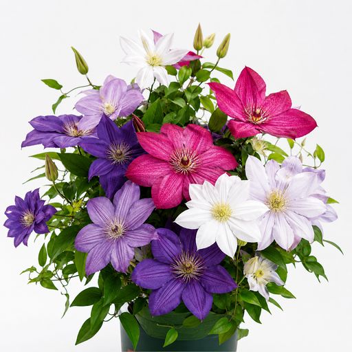 Clematis Seeds- The Queen of Climbing Vines