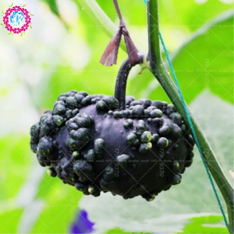 Rare Pumpkin Seeds Various Shapes Novel Sweet Pumpkin Organic Non-GMO Vegetables Fujimoto Plant For Home Garden Plants