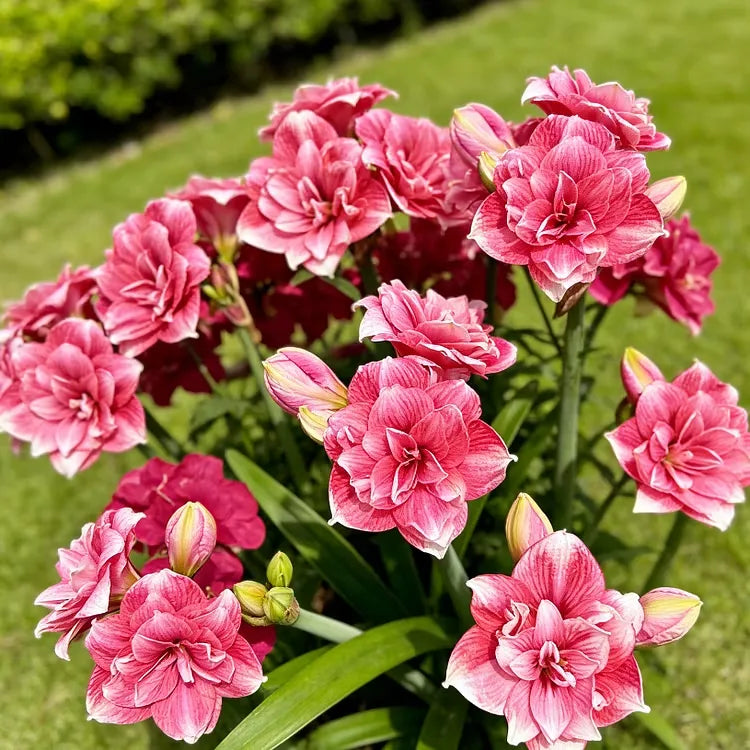 🌺Double Perfume Amaryllis Bulbs—Blooming In 40 Days