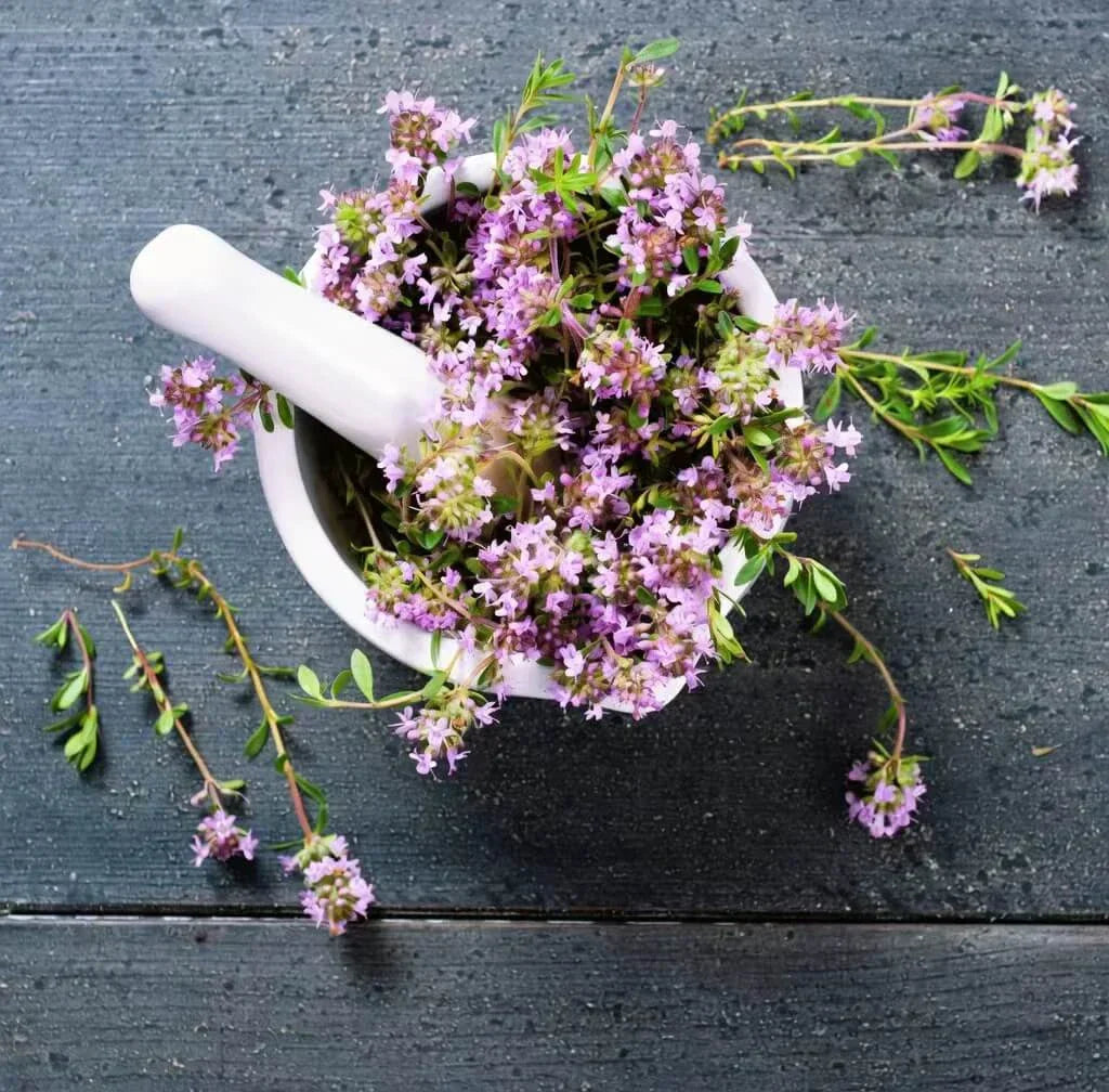 Creeping Thyme Seeds — 25 Count 🌿
