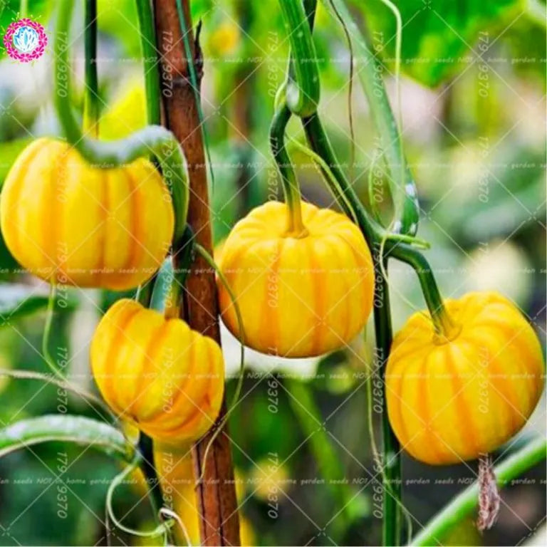 Rare Pumpkin Seeds Various Shapes Novel Sweet Pumpkin Organic Non-GMO Vegetables Fujimoto Plant For Home Garden Plants